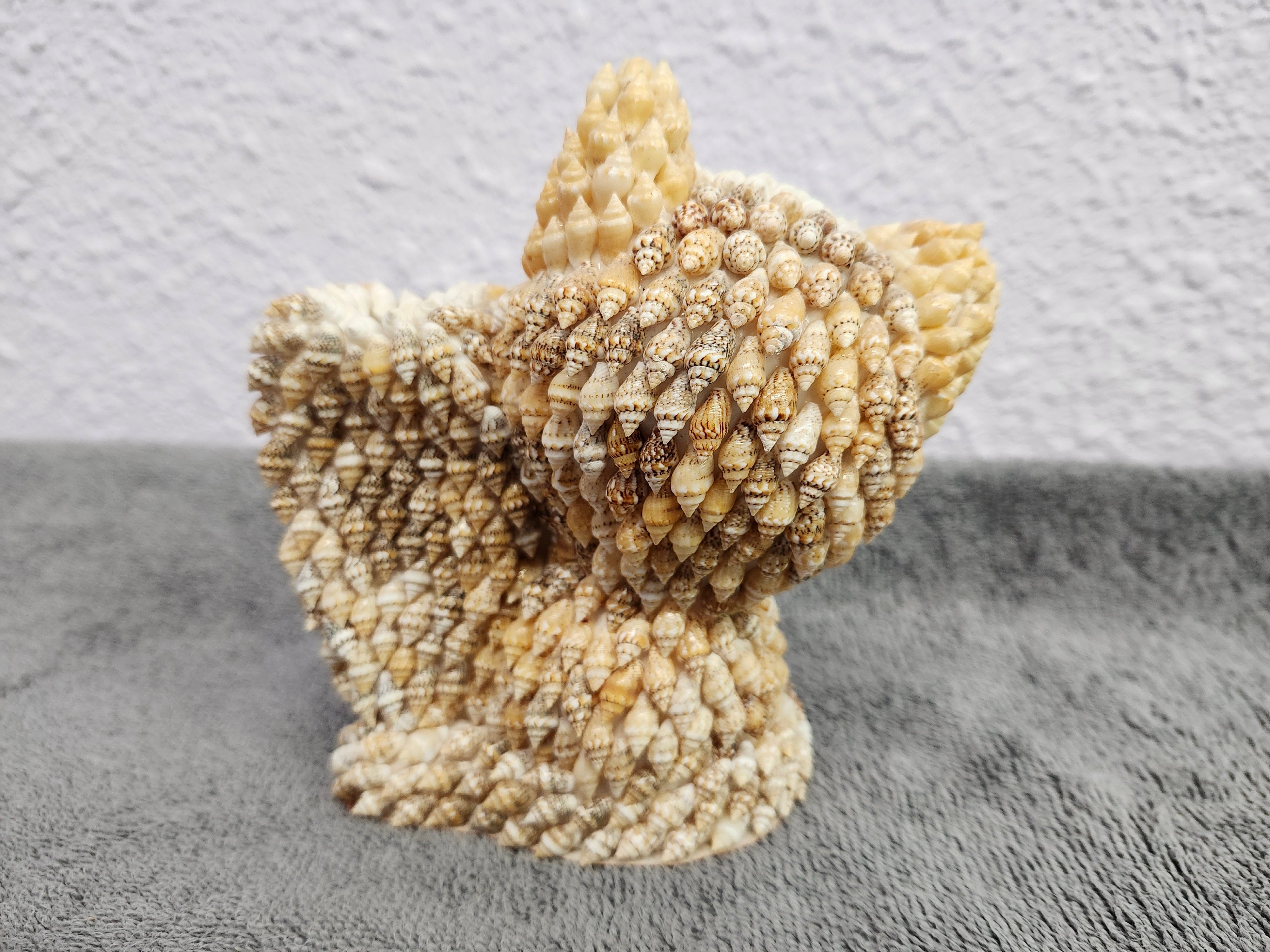 Shell kitty